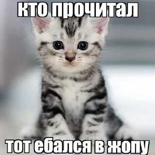 Sticker Поньк - 11