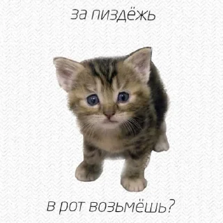 Sticker Поньк - 10