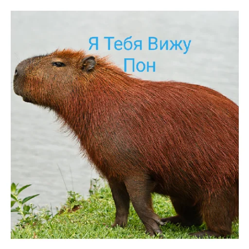 Sticker Пон? - 10