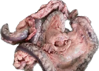 Стикер Hoolondoo by Pony - 1