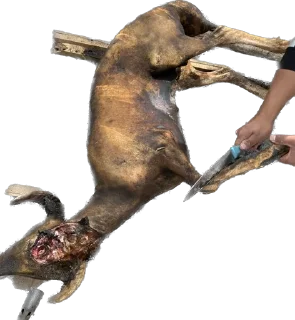 Стикер Hoolondoo by Pony - 8