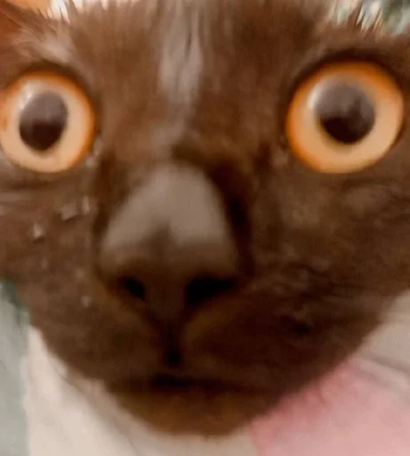 PoohsCablePyot :: @fStikBot - 