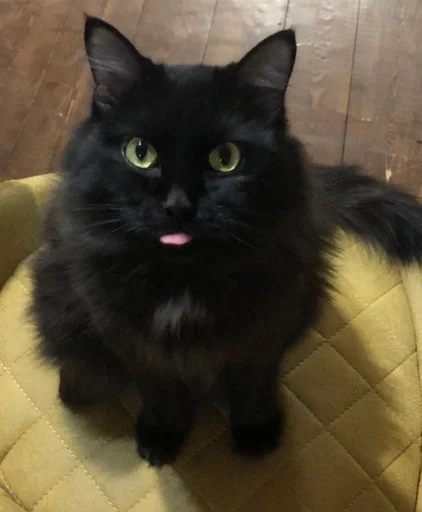 Sticker PoohsCablePyot :: @fStikBot - 11