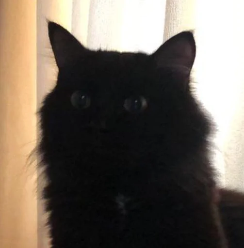 Sticker PoohsCablePyot :: @fStikBot - 9