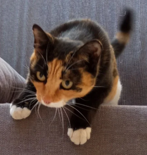 Sticker PoohsCablePyot :: @fStikBot - 5