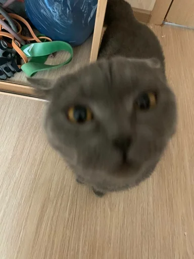 Sticker PoohsCablePyot :: @fStikBot - 4