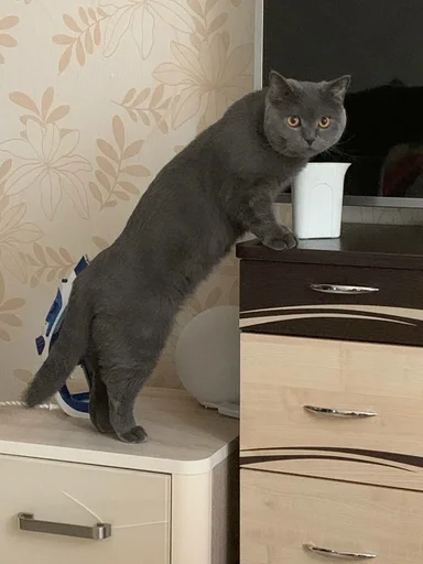 Sticker PoohsCablePyot :: @fStikBot - 1