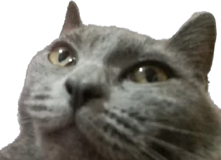 Стикер Терочка - 6