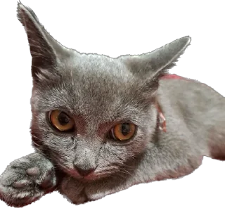 Стикер Терочка - 4