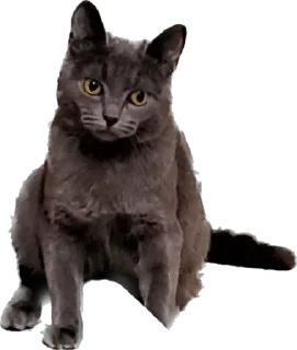 Стикер Терочка - 2