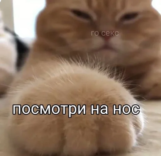 Sticker Бебра - 8