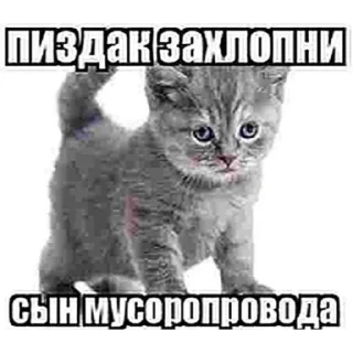 Стикер Я гей2 - 5