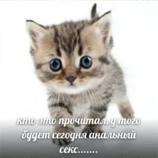 Стикер Я гей2 - 10