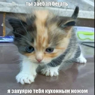 Стикер Я гей2 - 9