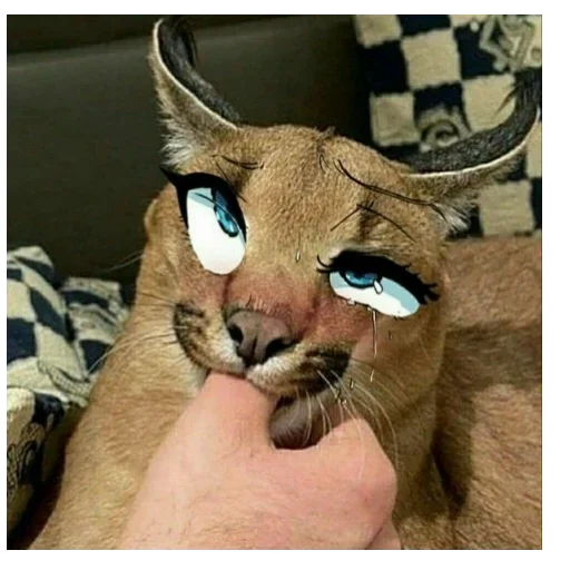 Sticker Жихан рипариха :: @fStikBot - 10