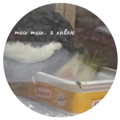 попуга шарит by @B1keYamaha - 