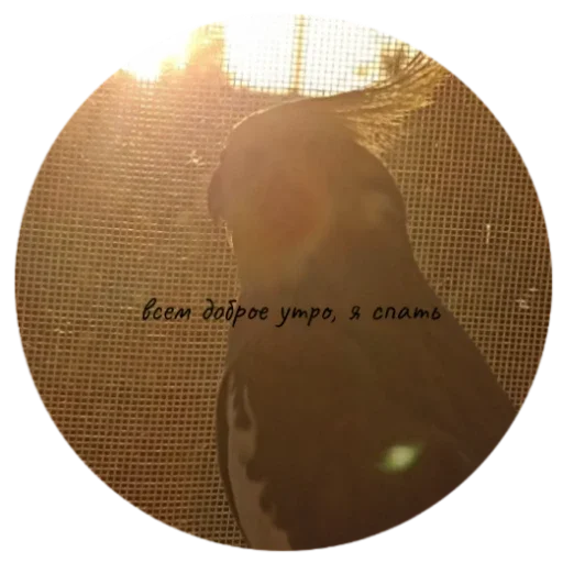 Sticker PopugaSharitByForestOfPUBG - 1