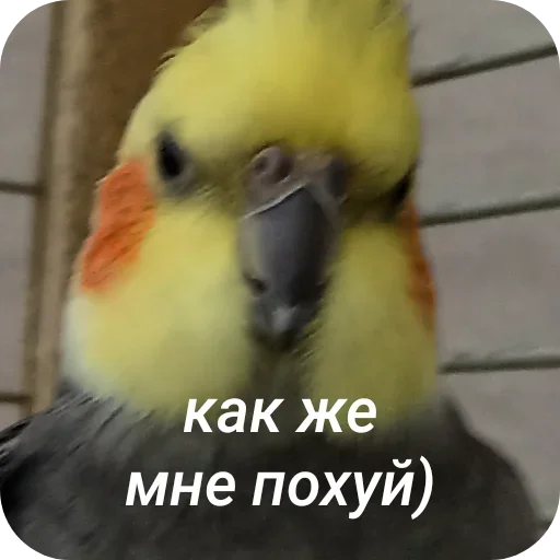 Sticker PopugaSharitByForestOfPUBG - 1