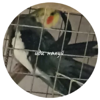 Sticker попуга шарит by @B1keYamaha - 6