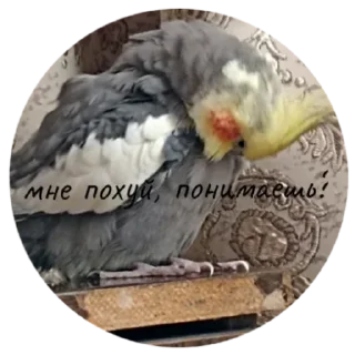 Sticker попуга шарит by @B1keYamaha - 9