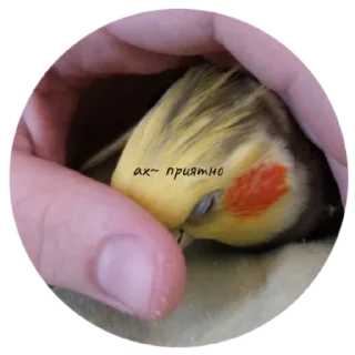 Sticker попуга шарит by @B1keYamaha - 0