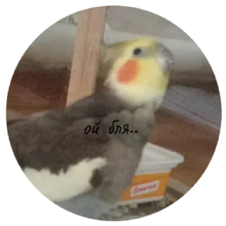 Sticker попуга шарит by @B1keYamaha - 7