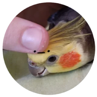 Sticker попуга шарит by @B1keYamaha - 3