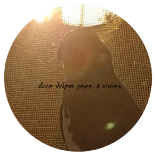 Sticker попуга шарит by @B1keYamaha - 2