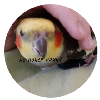 Sticker попуга шарит by @B1keYamaha - 4