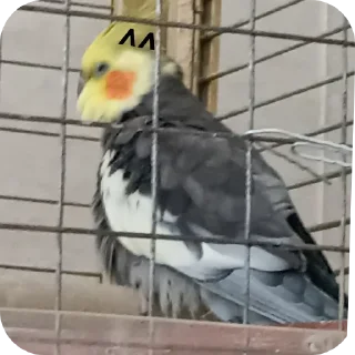 Sticker попуга шарит by @B1keYamaha - 10