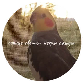 Sticker попуга шарит by @B1keYamaha - 8