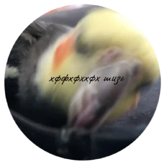 Sticker попуга шарит by @B1keYamaha - 5