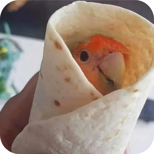 Попугаи @TheMythic333 - 