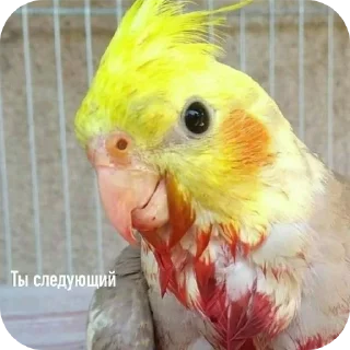 Стикер Попугаи @TheMythic333 - 2