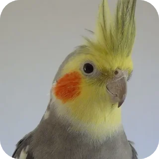 Стикер Попугаи @TheMythic333 - 5