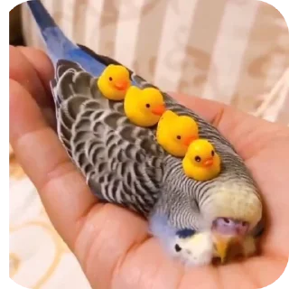 Стикер Попугаи @TheMythic333 - 4