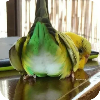 Стикер Попугаи @TheMythic333 - 10