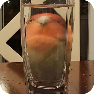 Стикер Попугаи @TheMythic333 - 7