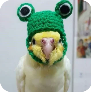 Стикер Попугаи @TheMythic333 - 9