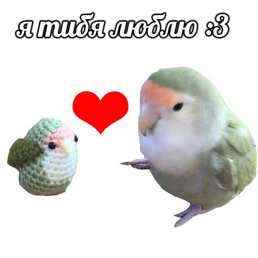 животное попугай птица