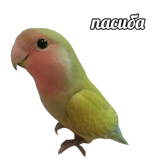 животное птица попугай