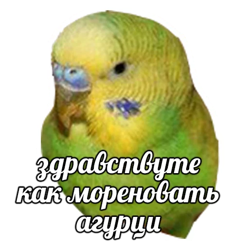 СМС попугай животное