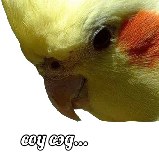 животное птица попугай