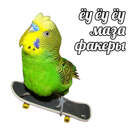 попугай птица животное