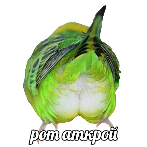 овощ эскиз рисование