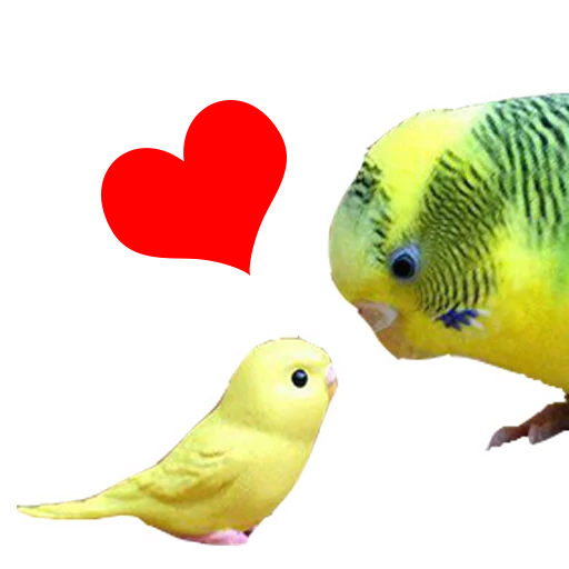 животное попугай Попугай