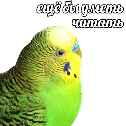 животное птица попугай