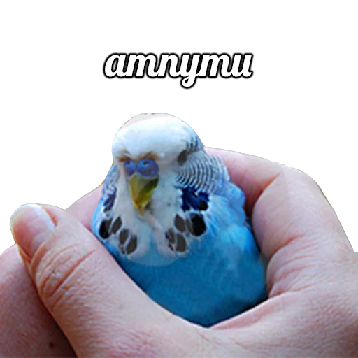 птица животное попугай