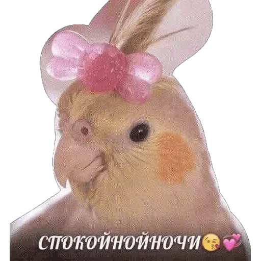 rabbit animal rabbits and hares