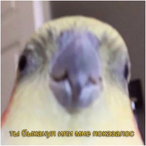 животное птица попугай